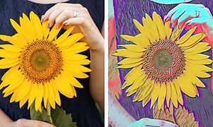 to bilder av solsikker