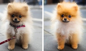 to ulikt redigerte bilder av en liten hund
