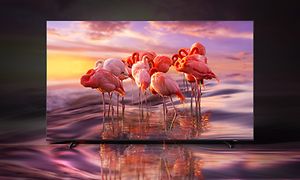 Samsung-TV-QE60A-flamingoer på TV