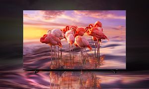 Samsung-TV-QE60A-flamingoer på TV 