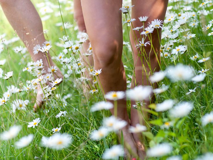 Nærbilde av to par bein som vandrer i gress med blomster.