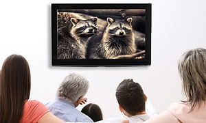 Familie ser på bilde av to vaskebjørner på sin Apple TV