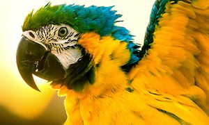 papegøye