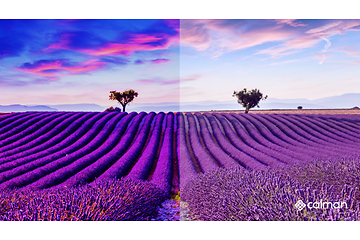 Calman-comparing field of lavender with and without calibration