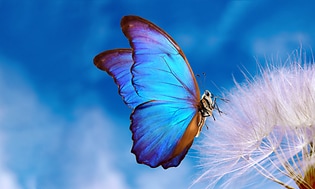 Calman-Blue butterfly