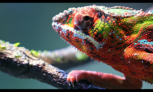 Kameleon