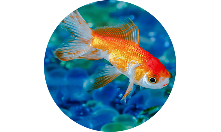 gullfisk