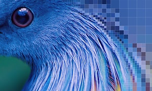 Sony-Blå fugl