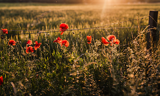 sommerblomster