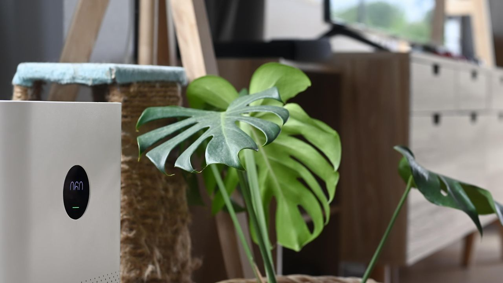 indoor-climate-flower-next-to-air-conditioner