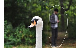 Swan and circled man in the background