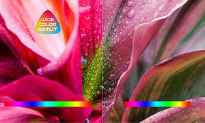 TCL - Wide color Gamut - fargerike blomsterblader på TV-skjermen