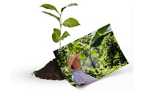 En plante og et fotografi