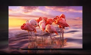 Samsung-TV-flamingoer på skjermen