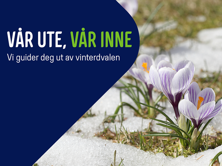 Krokusblomster på banner med teksten: Vår ute, vår inne: Vi guider deg ut av vinterdvalen