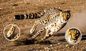 Løpende gepard og sirkler rundt føttene for å vise bevegelsesklarheten man får med Ai-Motion