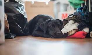 Hund liggende på gulvet ved siden av haug med klesvask