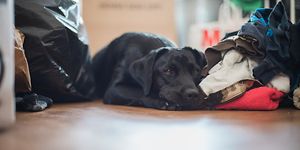 Hund liggende på gulvet ved siden av haug med klesvask