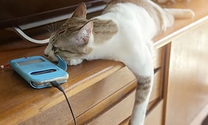 Cat laying next to charging phone