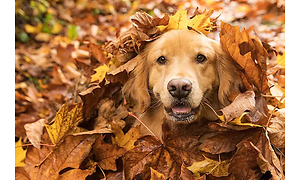 hund dekket av gule og oransje blader