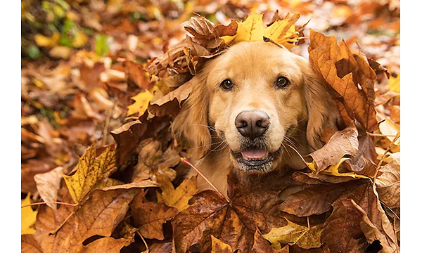hund dekket av gule og oransje blader